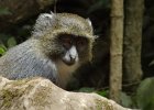 DSC00451  Monkey