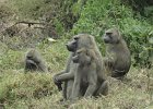 DSC00461  Baboons