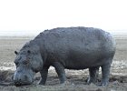 DSC00692  Hippo