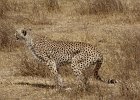 DSC01300  Cheetah