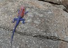 DSC01598  Lizard