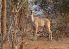 DSC04360  Kudu (Female)