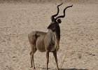 DSC05958  Kudu (Male)